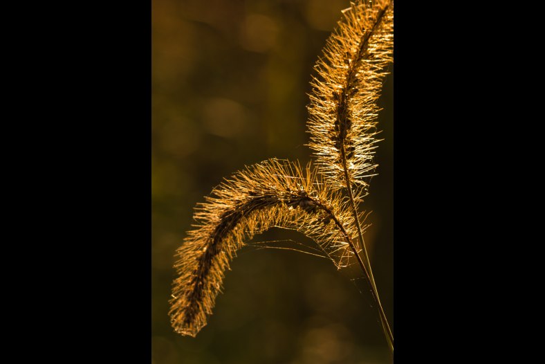 Grass in the evening light
